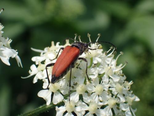 Anastrangalia sanguinolenta